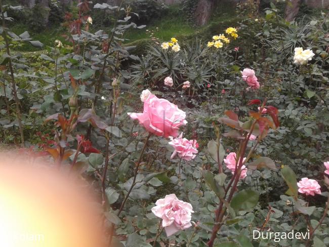 dd kodaikanal flowers 1 -