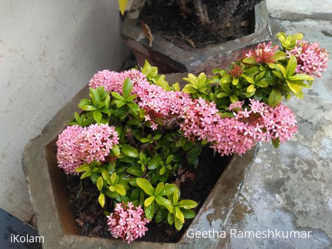 @ mygarden blooms ! - 
