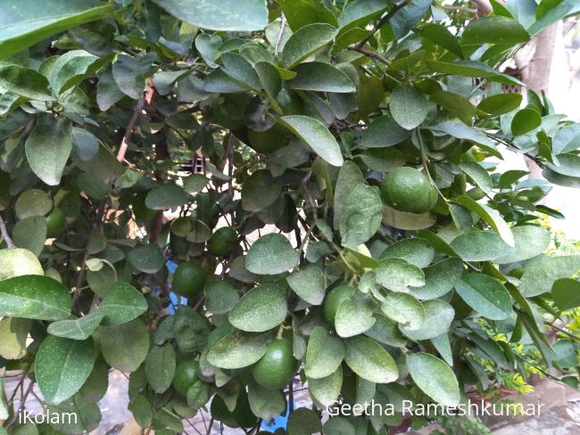 @ mygarden .... lemon!! - 