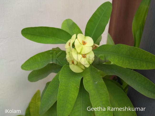 @ mygarden blooms ! - 