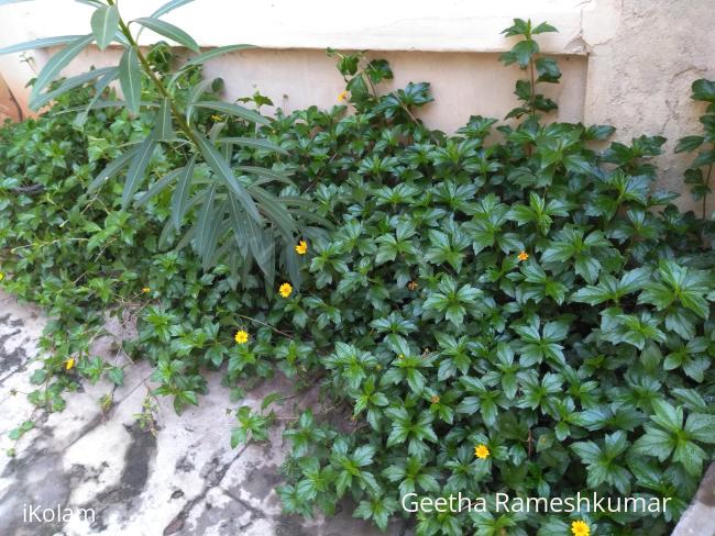 @ my garden  - 