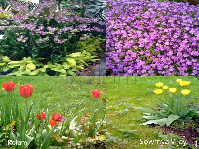 Spring Collection - 