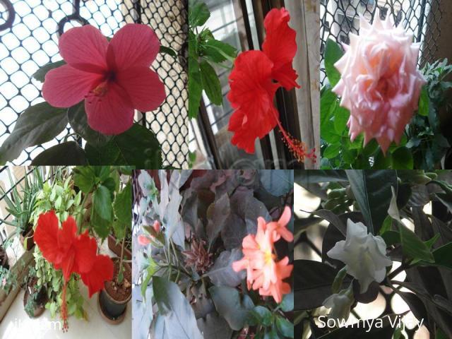 Spring Collection - 