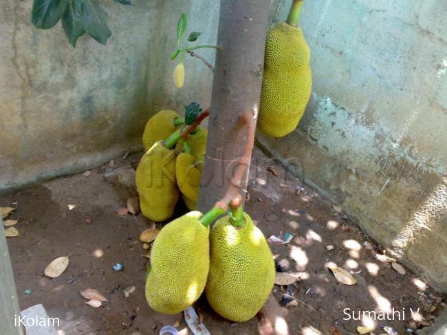 Rangoli: Pallapazham - Jack Fruit Rangoli: Pallapazham - Jack Fruit