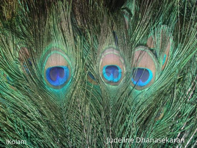 Rangoli: Maiyil Kan - Peacock Eye
