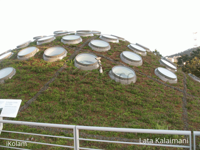 Rangoli: Living roof (of CAS)
