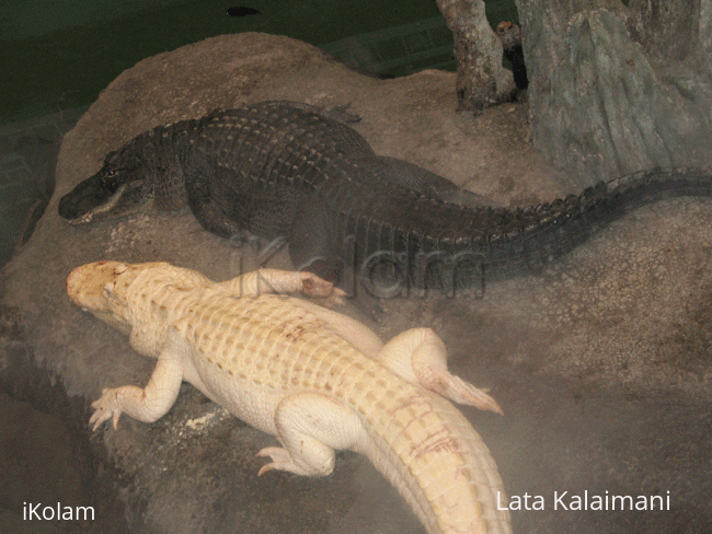 Rangoli: Albino crocodile