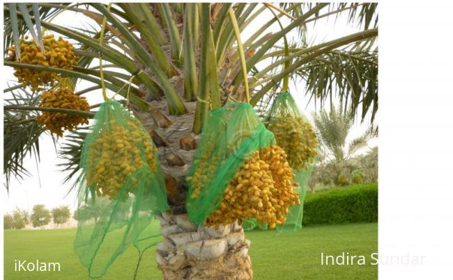 Rangoli: Dates tree Rangoli: Dates tree