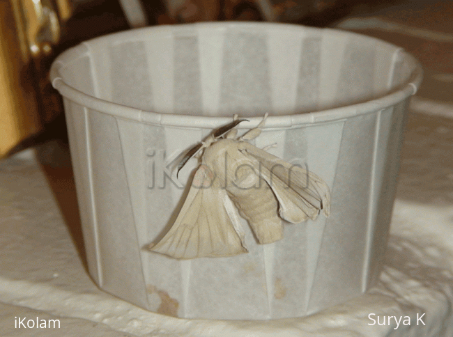 Rangoli: Silk moth
