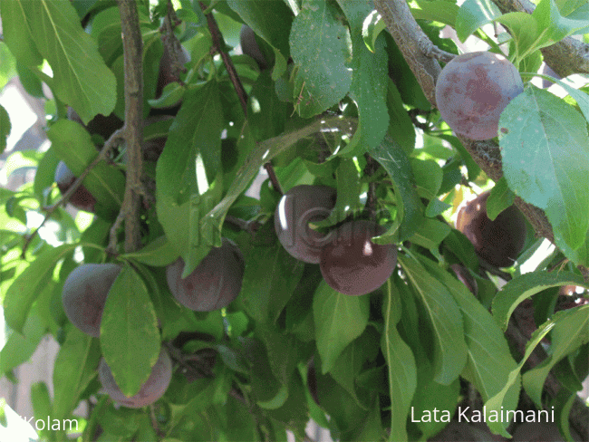 Rangoli: Plums