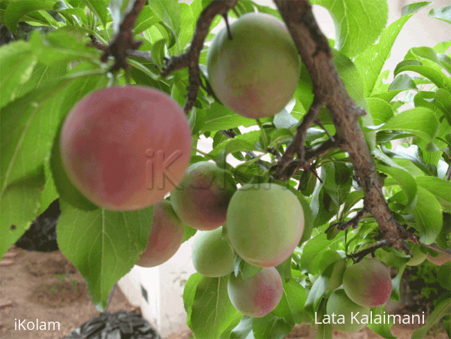 Rangoli: Plums