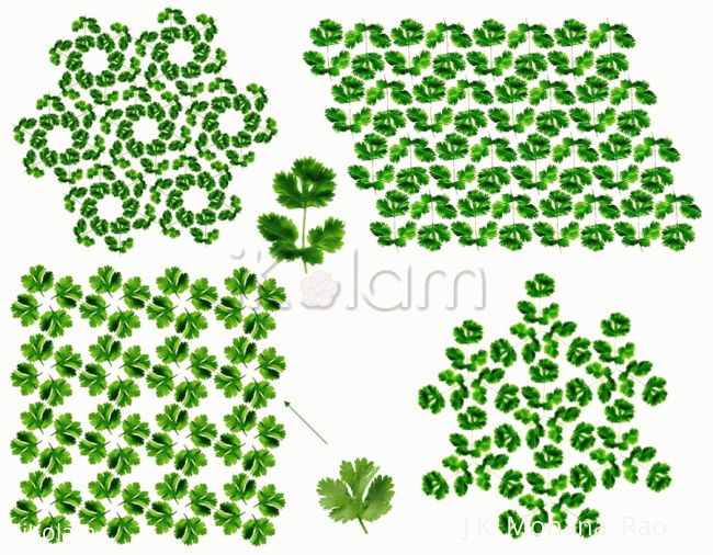 Rangoli: Coriander Art