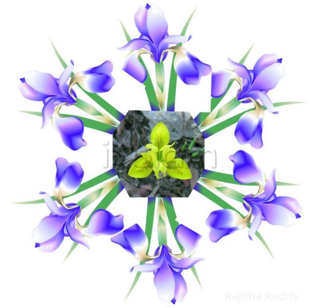 Rangoli: Iris