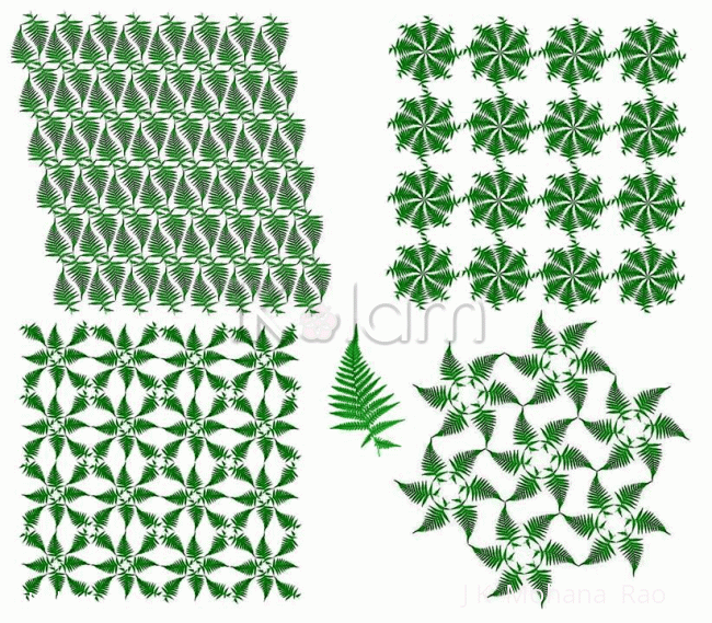 Rangoli: Forest of Ferns Rangoli: Forest of Ferns