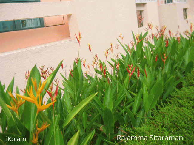 Rangoli: Bird of Paradise in red! Rangoli: Bird of Paradise in red!