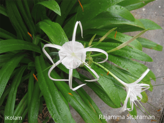 Rangoli: Spider Lily Rangoli: Spider Lily