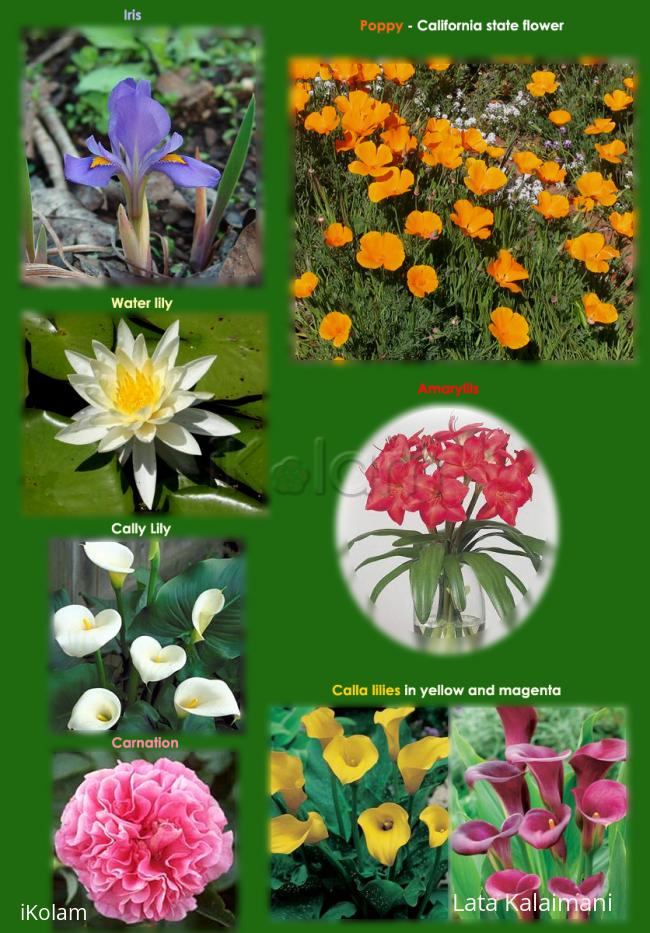Rangoli: Flowers collage
