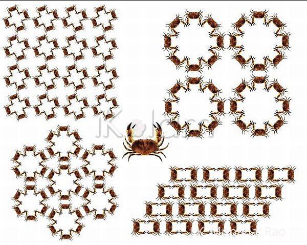 Rangoli: Dances of the crabs 