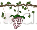 Giving up wine! - grapes.gif
