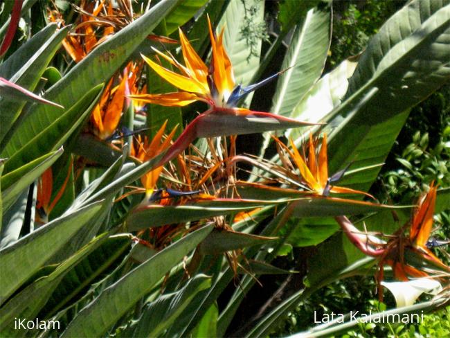 Bird of Paradise - paradise_close.jpg