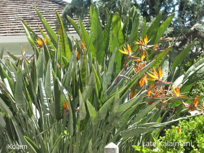Bird of Paradise - paradise_nice.jpg