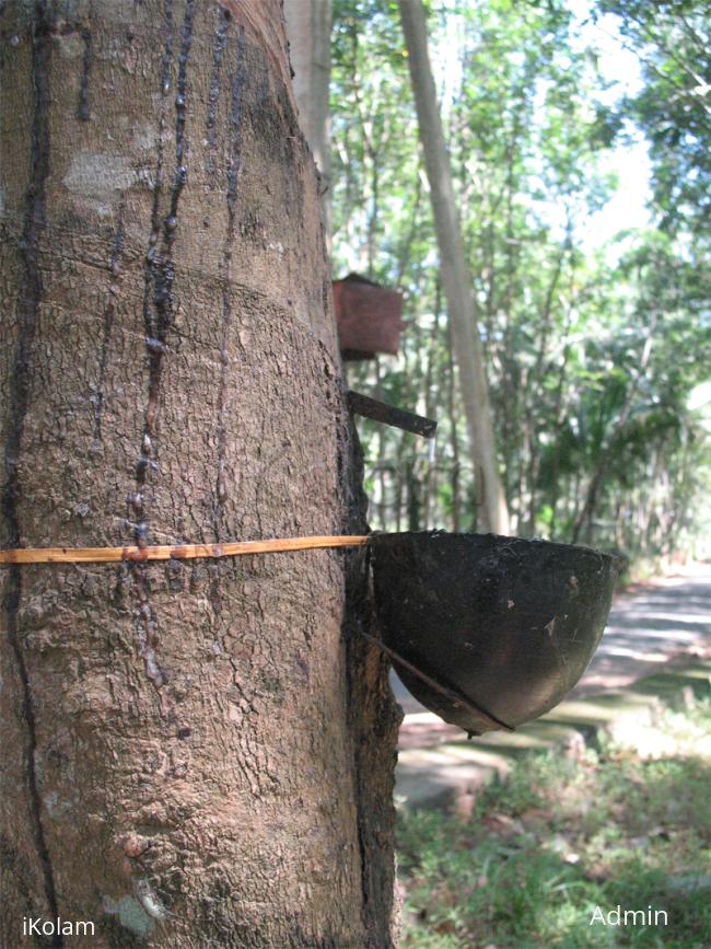 Rubber plantation - rubbercup.jpg