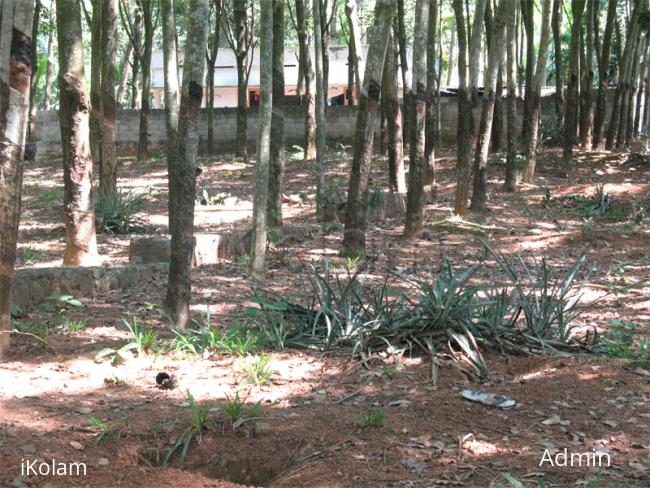 Rubber plantation - rubberplants.jpg