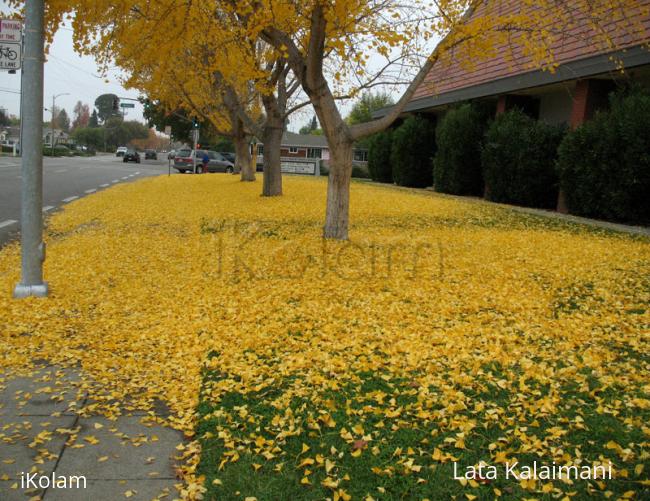 Colors of Fall - yello1.jpg