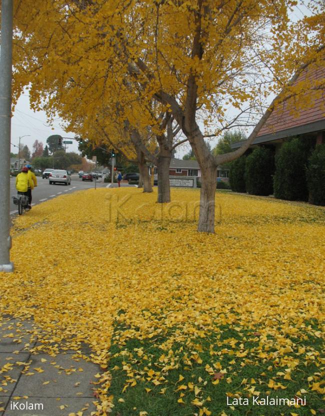 Colors of Fall - yello2.jpg
