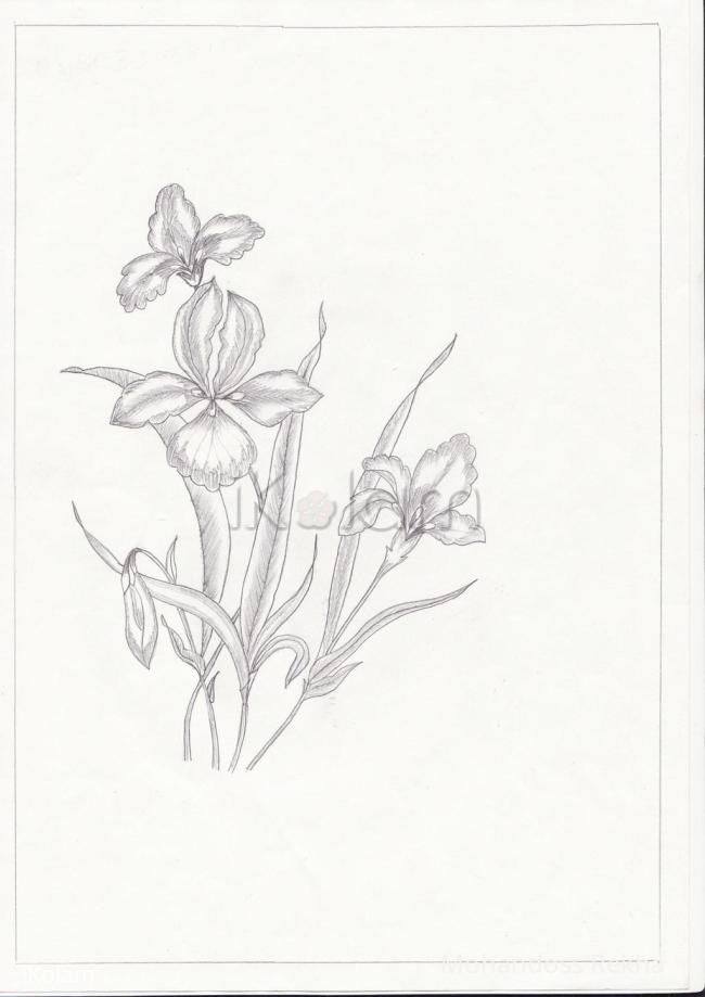 Flowers - Drawings_0005.jpg