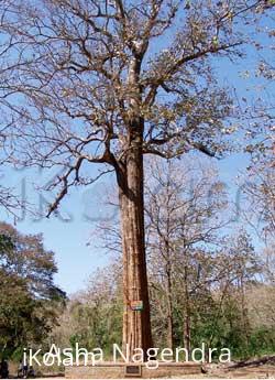 KANNIMARA TEAK - Kannimara_s.jpg