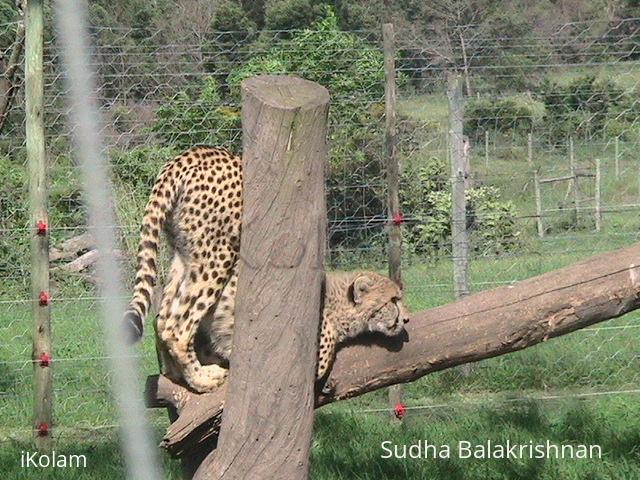 rare cheetah - IMG_0726.JPG