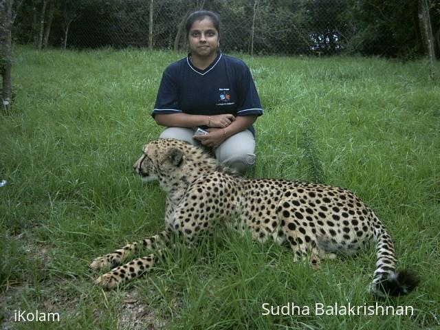 cheetah - Picture 012.jpg
