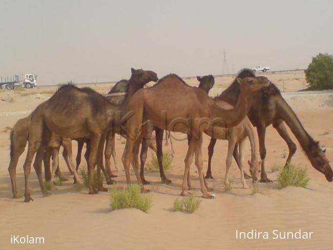 Camel - c1.jpg