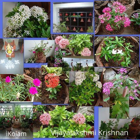Rangoli: Balcony Garden