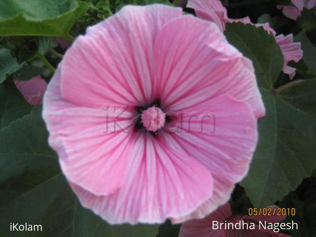 Annual Flower Show in Kolkata (Feb, 2010) - Flower show-2 069.JPG