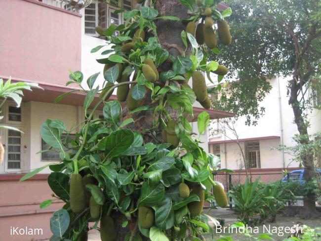 Jackfruit in our backyard - IMG_9497.jpg