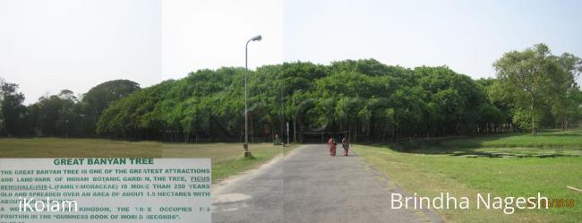 The Great Banyan tree in the Botanical Garden, Kolkata - banyan tree.jpg