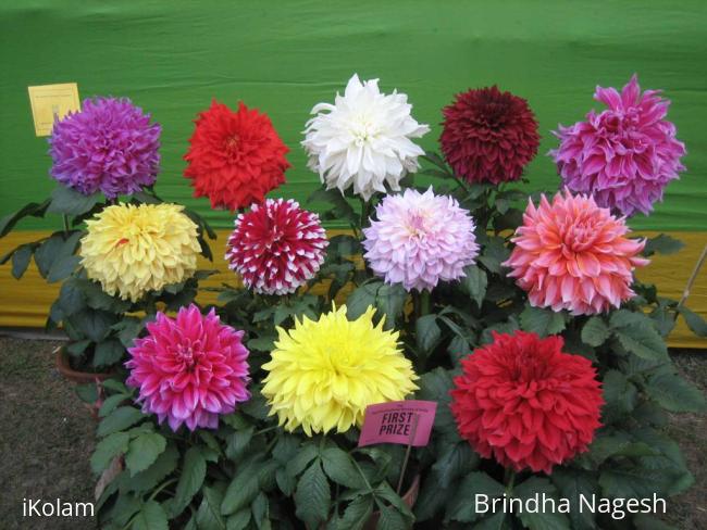 Flower show picture-3 - flower_show 062.JPG