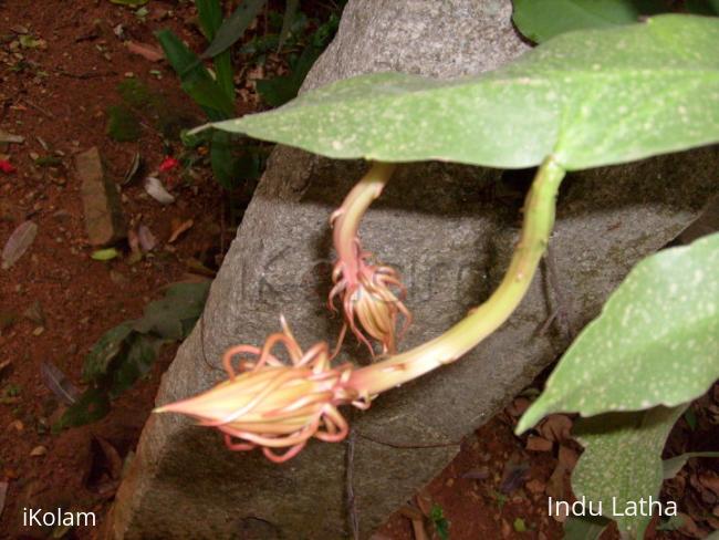 Brahmakamal - 1.jpg