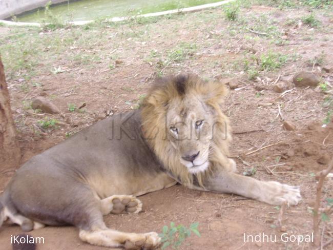 king of the jungle ,sorry zoo - arj 284.jpg