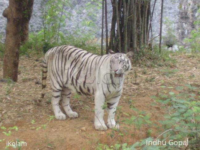 White Tiger - arj 328.jpg