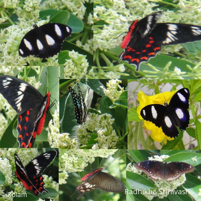 Beautiful butterfiles - butterflies in tree.jpg