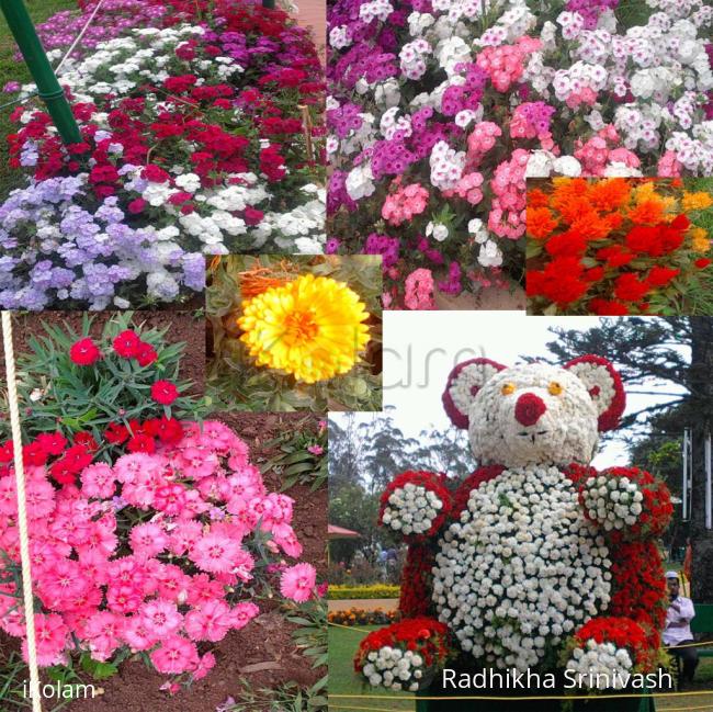 flower show ooty - flower show ooty 2.jpg