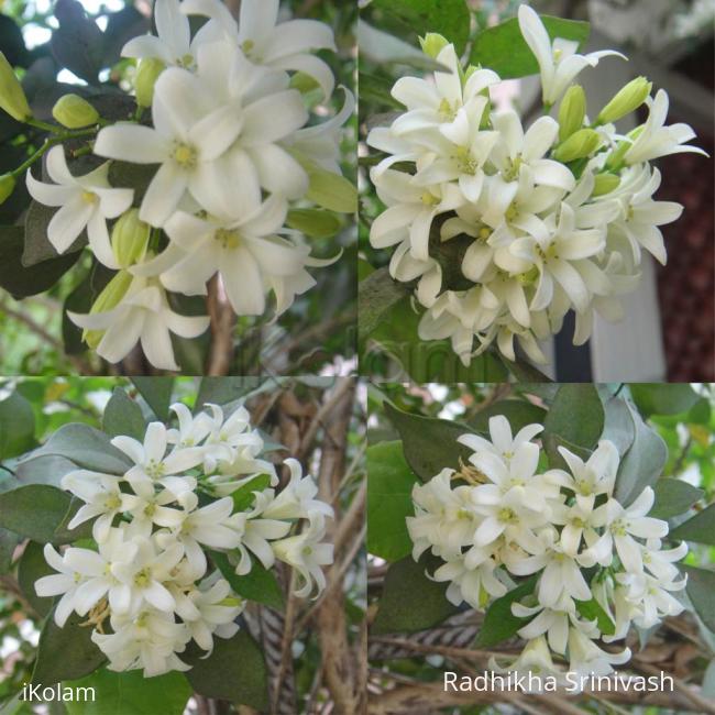Maramalli flowers - maramalli flowers.jpg