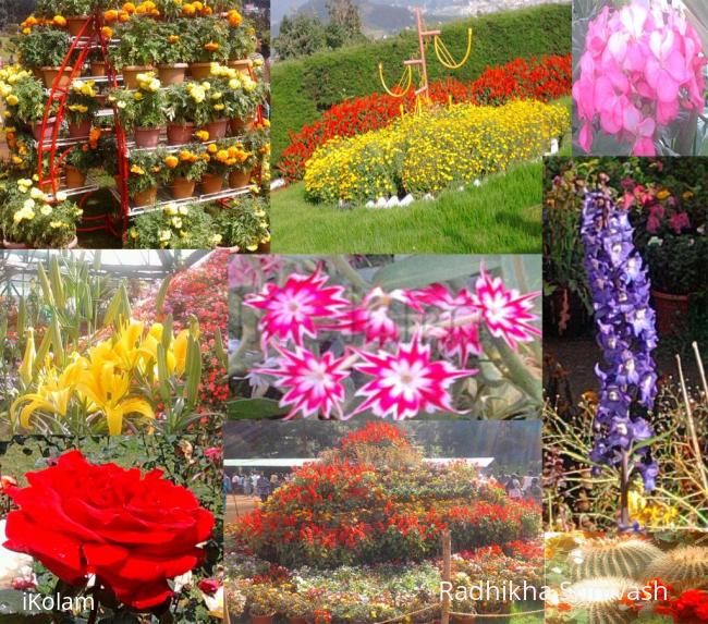 flower show ooty - ooty flower show.jpg