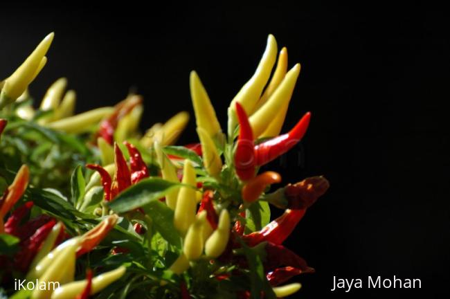 Colourful Chilies - DSC_6441.JPG