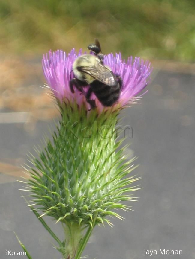 Wild flower! - IMG_0330.JPG