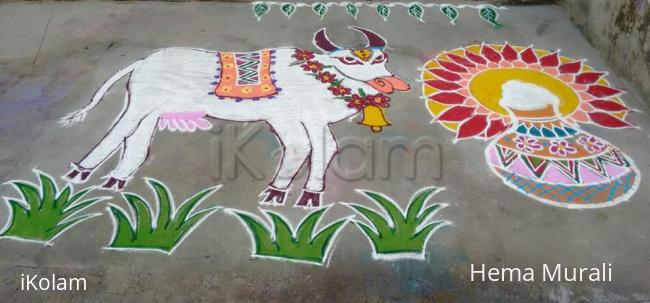 Rangoli: Neighbour's Mattu Pongal kolam