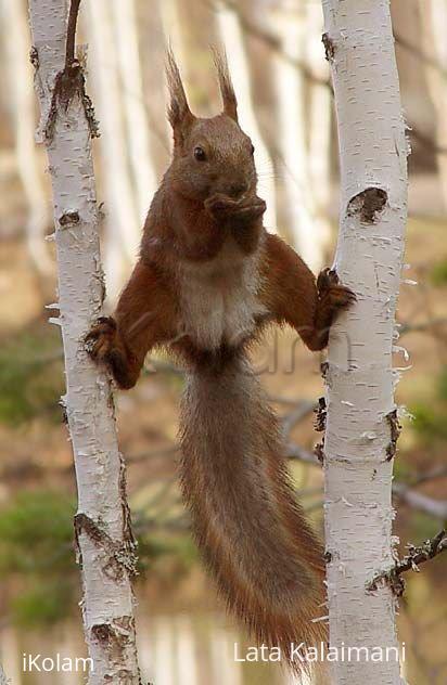 Interesting pictures-24 - Can you do this?  - ATT1373433.jpg